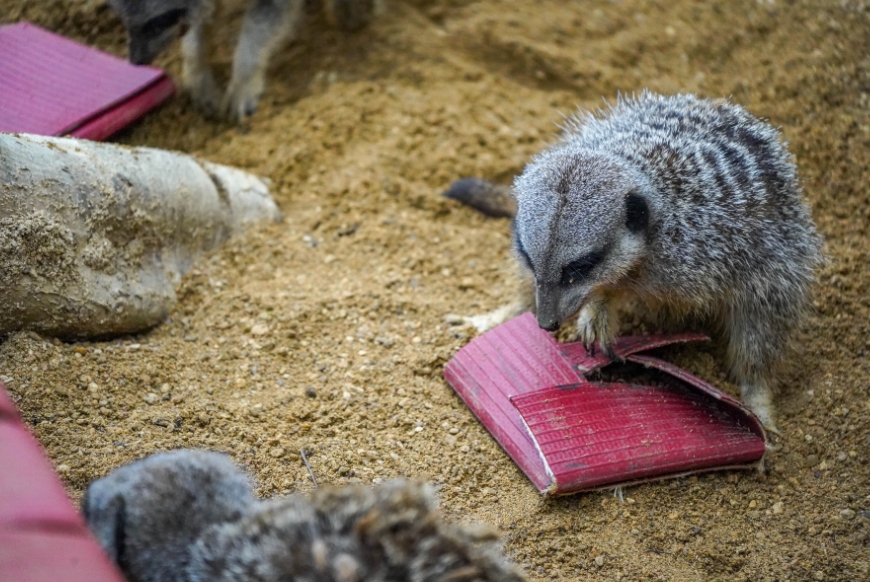  A meerkat with an old fire hoses at Noah's Ark Zoo Farm 